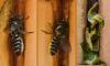 Megachile sp.